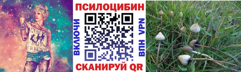 omg маркетплейс Сенгилей Галлюциногенные грибы Psilocybine cubensis